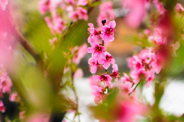 Fioritura rosa dei fiori di sakura