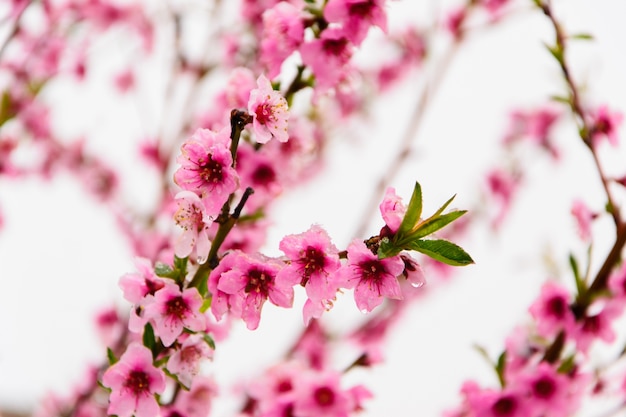 Fioritura rosa dei fiori di sakura