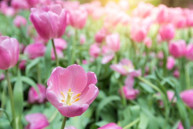 Fioritura rosa del fiore dei tulipani sul fondo del giardino dei tulipani.