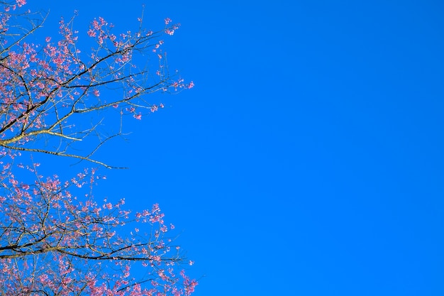 Fioritura rosa del fiore di Sakura.