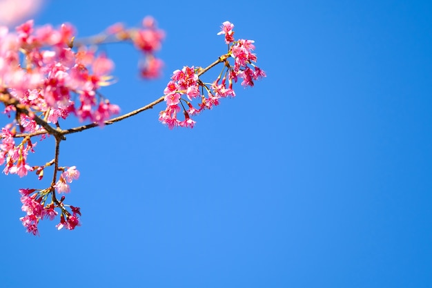 Fioritura rosa del fiore di Sakura.