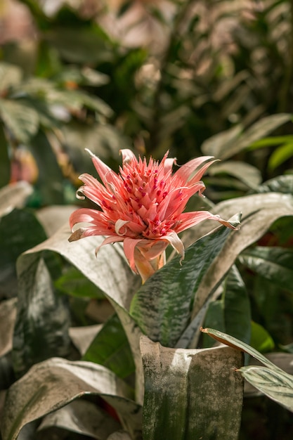 Fioritura rosa della pianta tropicale Aechmea fasciata