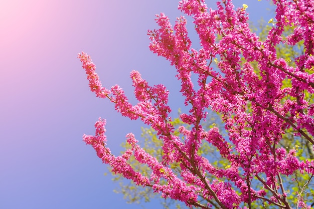 Fioritura rosa della Tailandia del fiore di Sakura