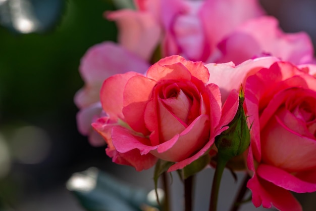 Fioritura rosa giardino rosa fiore macrofotografia in una soleggiata giornata estiva