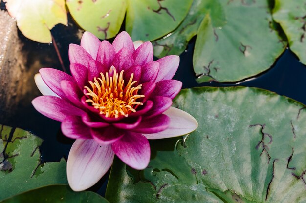 fioritura rosa Lotus che galleggia in acqua