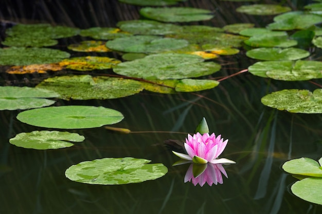 Fioritura rosa ninfea ninfea nel lago Bokod, Ungheria