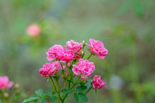 Fioritura rosa rosa su offuscata, rosa rosa mattina luminosa