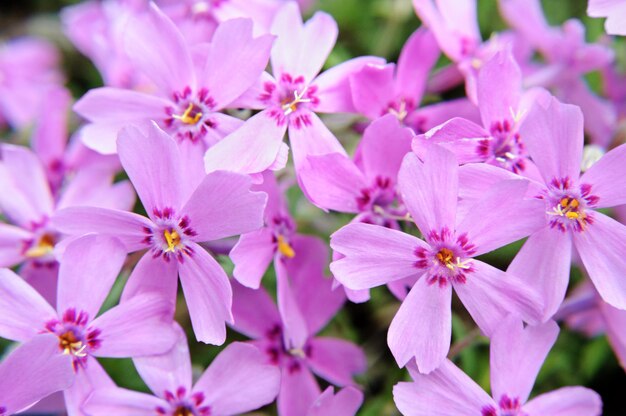 Fioritura rosa strisciante phlox phlox subulata o phlox di montagna Macro shot di un fiore di primavera