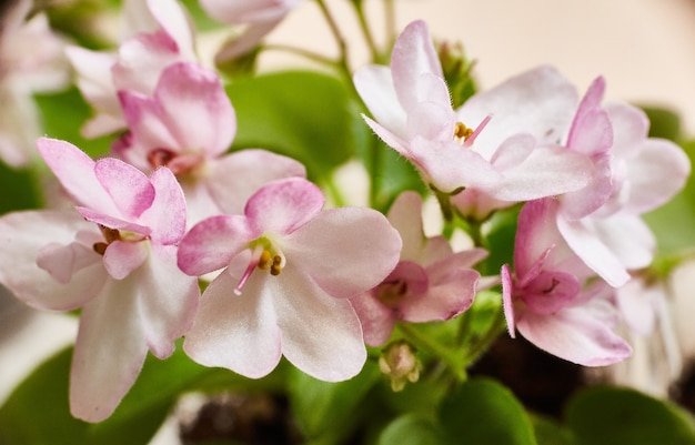 Fioritura rosa viola africana. Saintpaulia. Messa a fuoco selettiva.