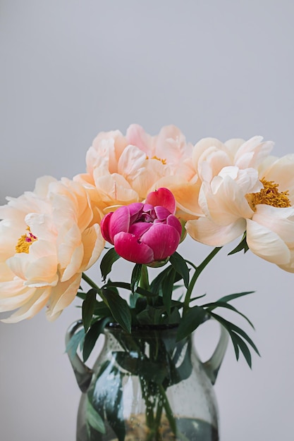 Fioritura soffice rosa peonia bianca fiore primo piano su elegante sfondo beige pastello minimal Composizione floreale creativa Splendida carta da parati botanica o vivido biglietto di auguri