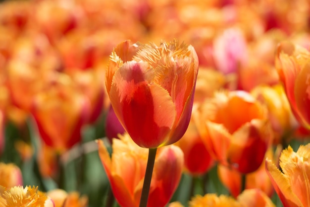 Fioritura variopinta del fiore del tulipano nel giardino