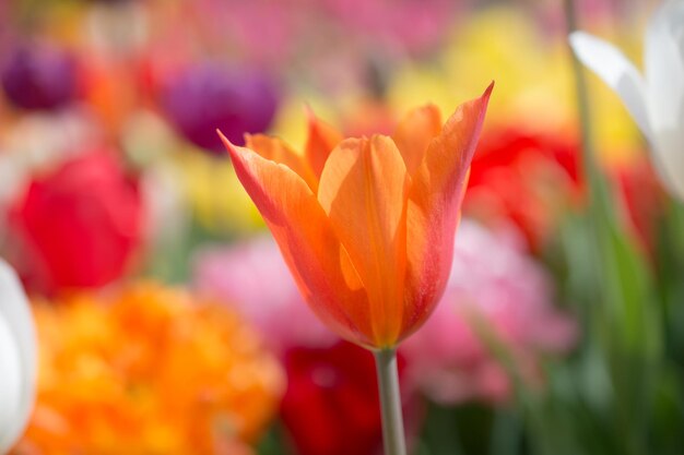 Fioritura variopinta del fiore del tulipano nel giardino