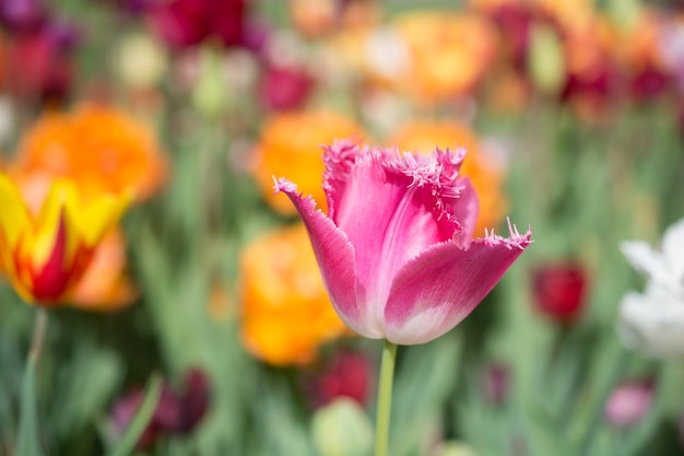 Fioritura variopinta del fiore del tulipano nel giardino