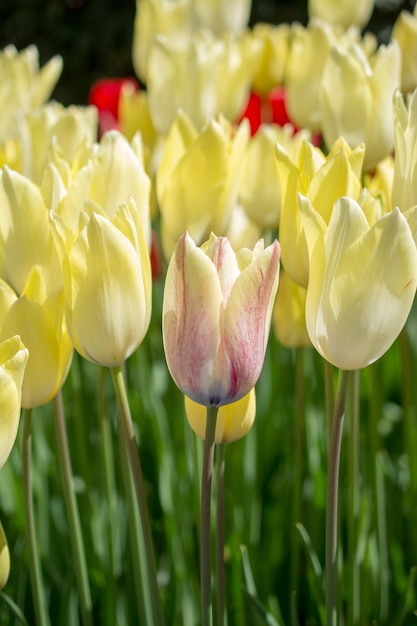 Fioritura variopinta del fiore del tulipano nel giardino