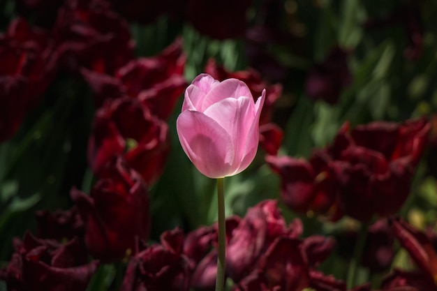 Fioritura variopinta del fiore del tulipano nel giardino