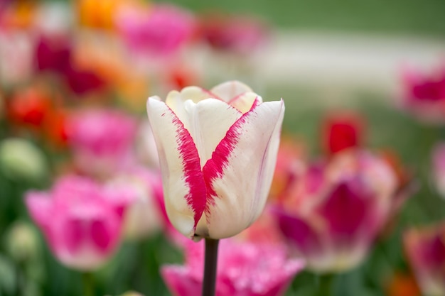 Fioritura variopinta del fiore del tulipano nel giardino