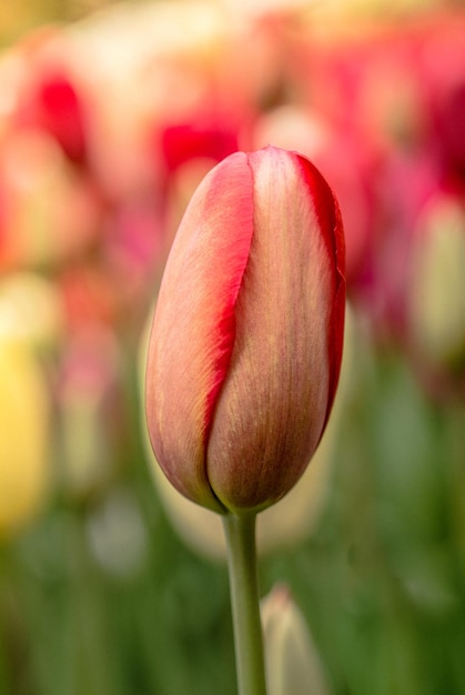 Fioritura variopinta del germoglio di fiore del tulipano nel giardino