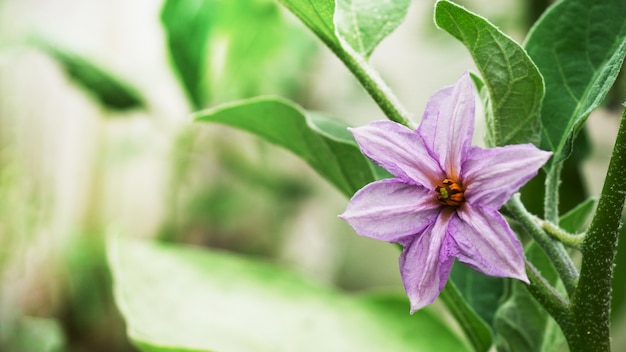 Fioritura viola del fiore della melanzana