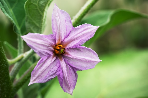 Fioritura viola del fiore della melanzana