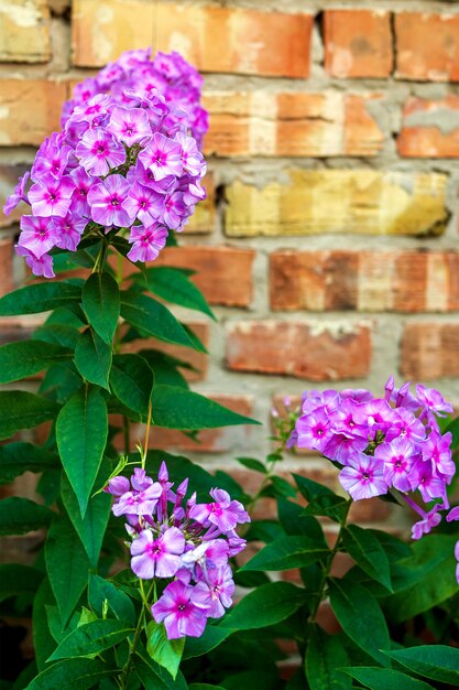 Fioritura viola fiori da giardino phlox, Phlox paniculata, genere di piante erbacee fiorite.