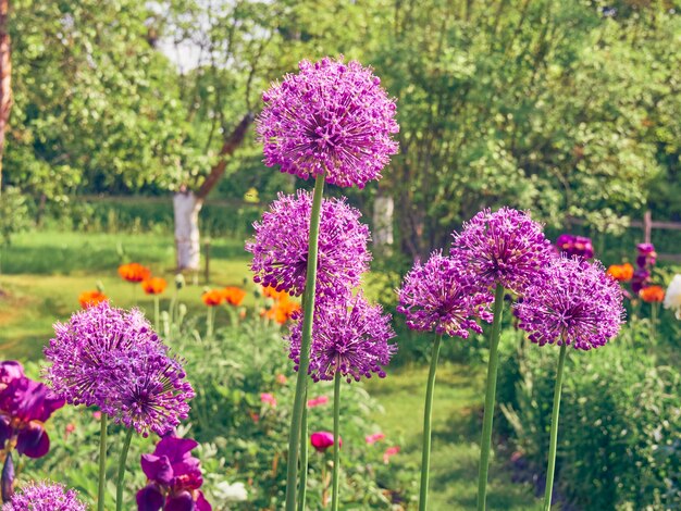 Fioritura viola fiori di cipolla in giardino.