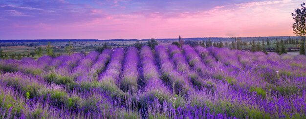 Fioritura viola lavanda sul campo. Vista drone.