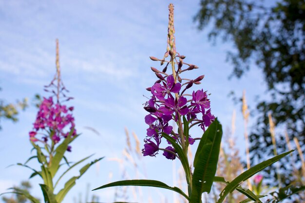 Fioritura Willow Herb Ivan tè sul cielo blu Willowherb prato Willowherb tè