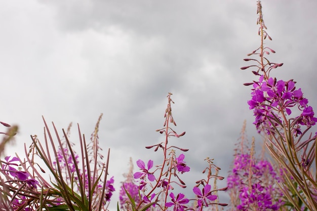 Fioritura Willow Herb Ivan tè sul cielo blu Willowherb prato Willowherb tè