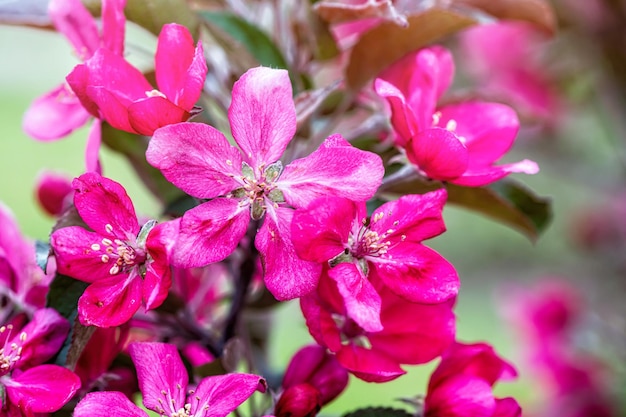 Fioriture dell'albero con petali rosa in un albero da frutto del giardino sbocciano in primo piano del fuoco molle di primavera