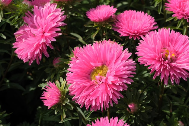 Fioriture dell'aster del giardino del primo piano