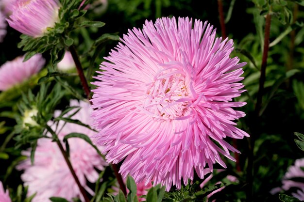 Fioriture dell'aster del giardino del primo piano