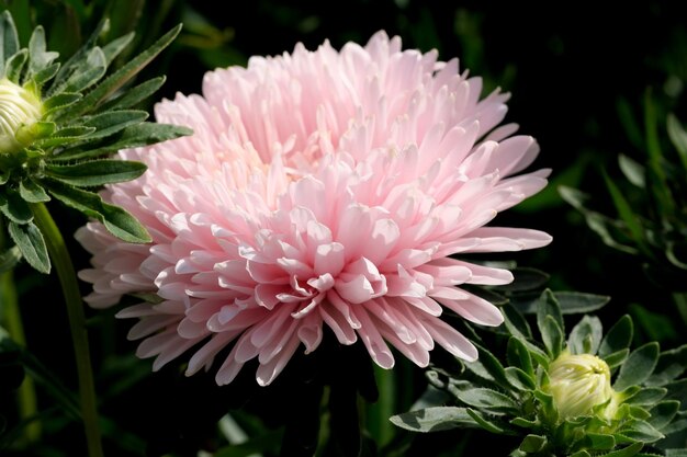 Fioriture dell'aster del giardino del primo piano