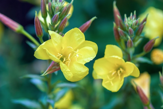 Fioriture di enotera (enotera redsepal) da giardino giallo grande, primi piani