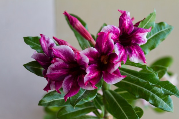 Fioriture di fiori adenium obesum.