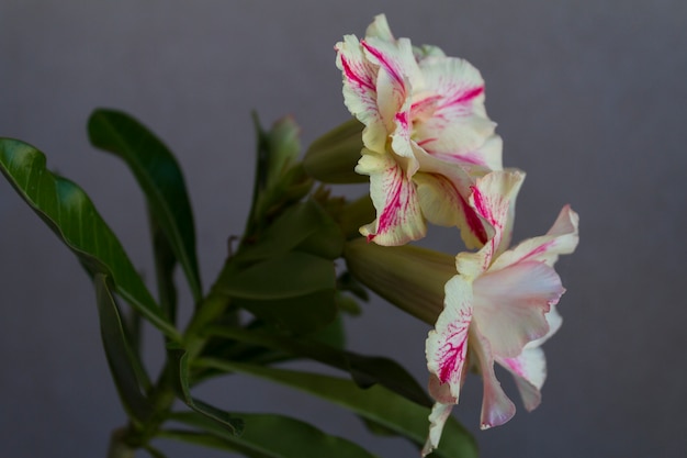 Fioriture di fiori adenium obesum.