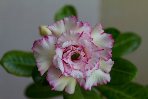 Fioriture di fiori adenium obesum.