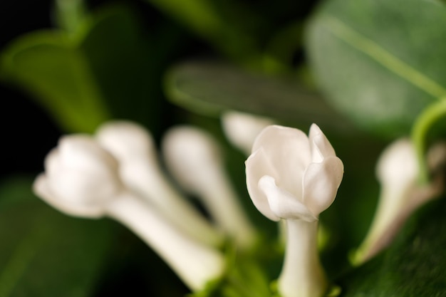 Fioriture di fiori di gelsomino stephanotis