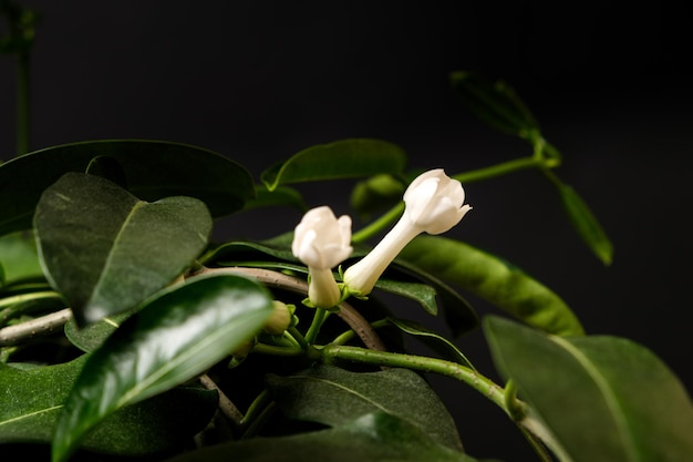 Fioriture di fiori di gelsomino stephanotis