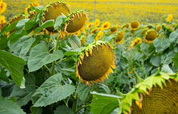 Fioriture di girasole nel campo. Sfondo naturale di girasole. Girasole in fiore.