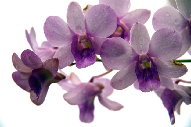 Fioriture di orchidee