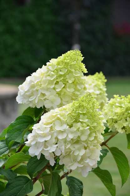 Fioriture di ortensie bianche in giardino