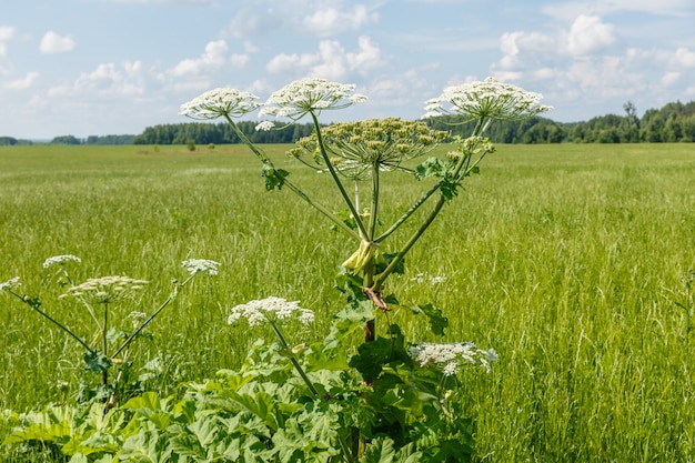 Fioriture di pastinaca di mucca