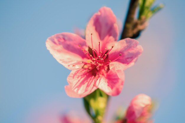 Fioriture di pesco Fiori rosa su un albero in fiore
