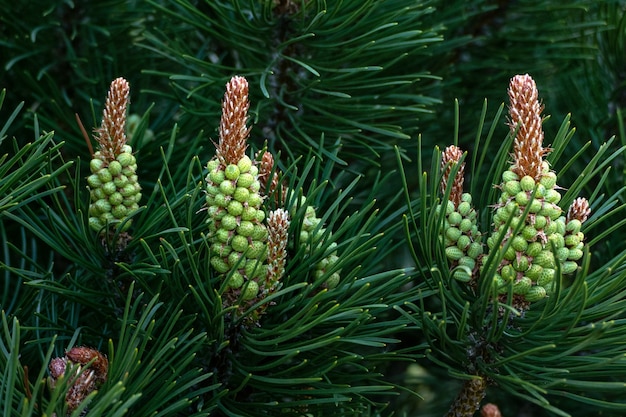 Fioriture di pino mugo - Pinus mugo infiorescenza closeup Pin