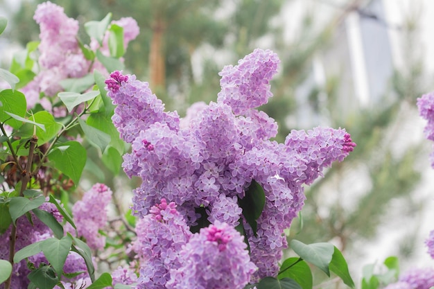 Fioriture lilla Bellissimi fiori di lillà