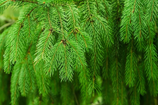 Fir Tree Background