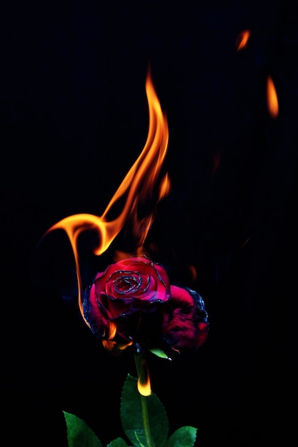 Fire Rose