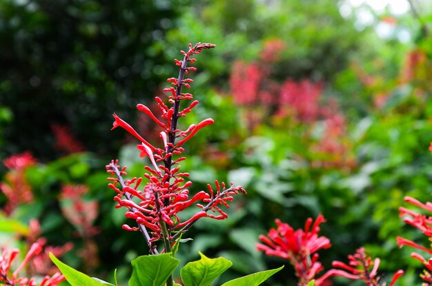 Fire Spike Cardinal's GuardOdontonema strictumflower