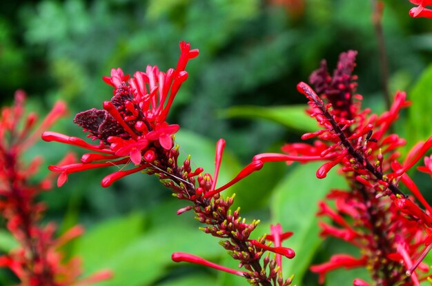 Fire Spike Cardinal's GuardOdontonema strictumflower