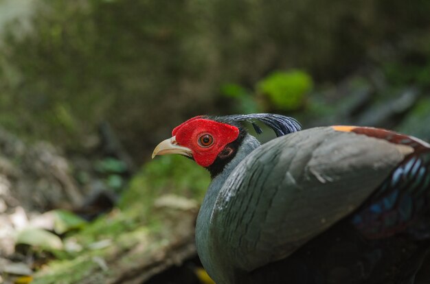 Fireback siamese o Diard&#39;s fireback in natura dalla Tailandia